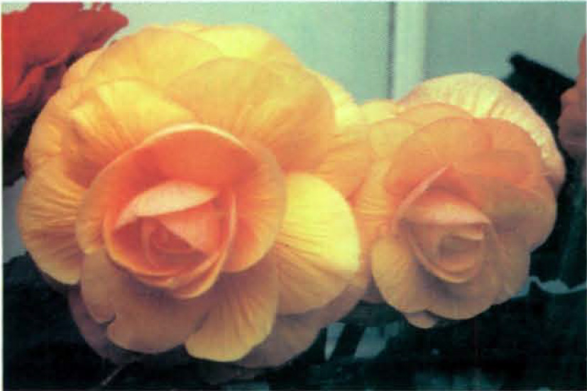 B. ‘Carolyn Dawn’
